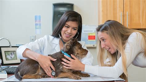 sf amc vet|san francisco veterinary specialists.